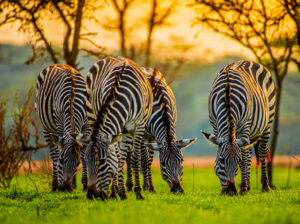4 DAYS GORILLA AND LAKE MBURO SAFARI