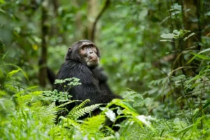 10 DAYS CHIMPANZEE+WILDLIFE ADVENTURE