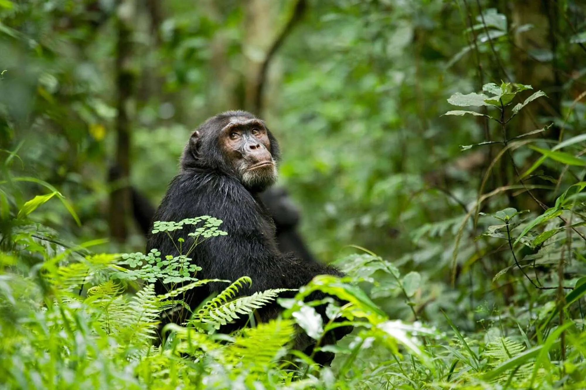 10 DAYS CHIMPANZEE+WILDLIFE ADVENTURE