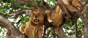 7 DAYS WILDLIFE ADVENTURE