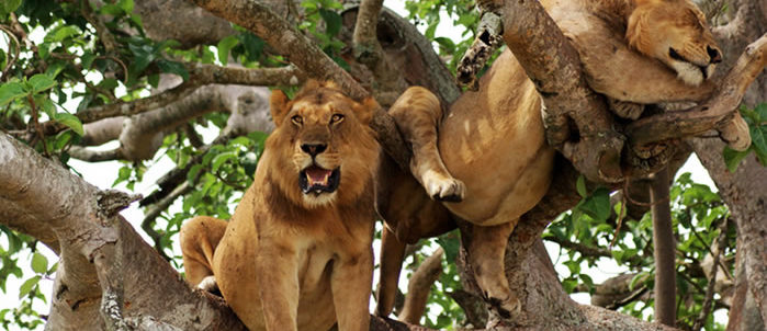 7 DAYS WILDLIFE ADVENTURE